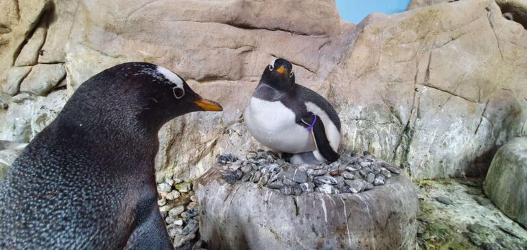 Pulcino Papua nel nido con genitori_20210709_145606