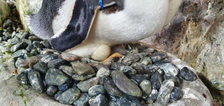 Pulcino Papua nel nido_20210705_122234