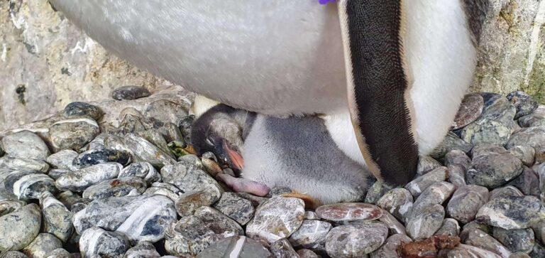 Pulcino Papua_20210709_145655