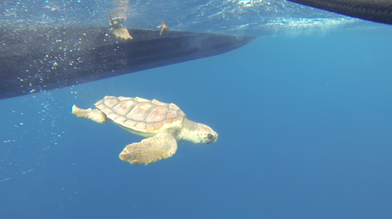 Acquario di Genova, la tartaruga Nena torna in mare