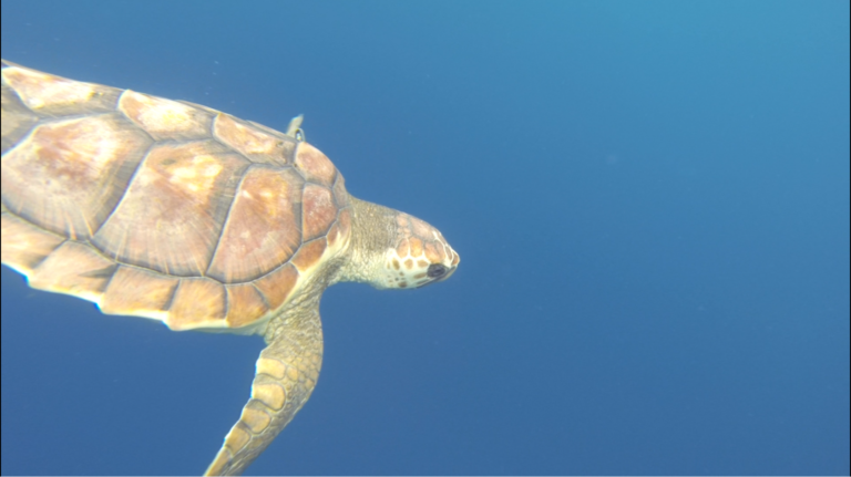 Rilascio Nena subacqueo_2