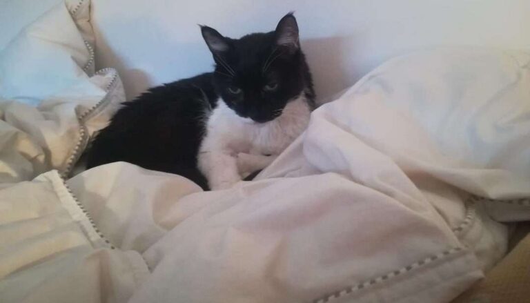 Benessere degli animali, presentate le proposte di FI in Regione e in Comune a Genova