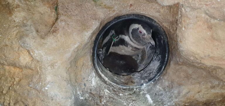 pulcino Magellano nel nido