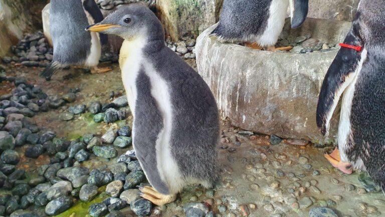 Acquario di Genova: i quattro pulcini di pinguino sono usciti dal nido