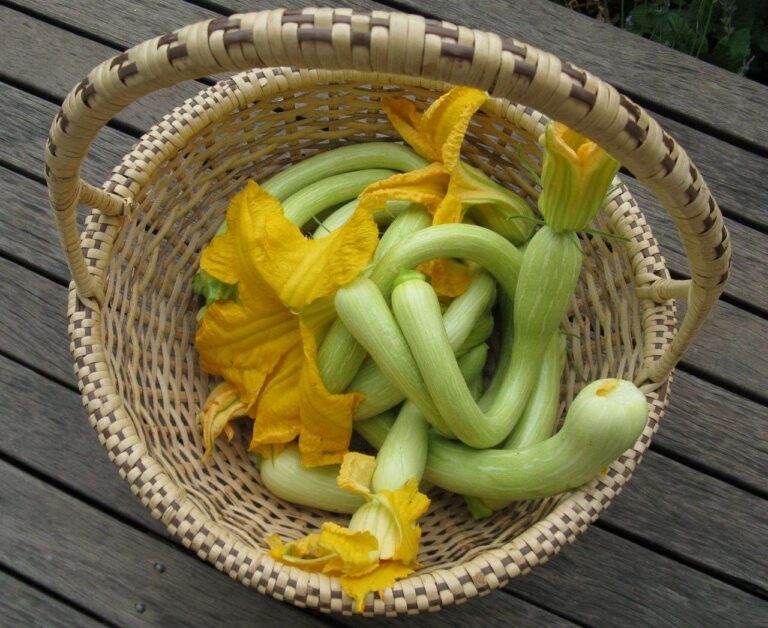 Sciattamaio di Albenga, polpettone di zucchine trombetta