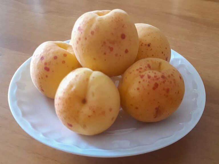 Celle Ligure, 25 e 26 settembre: esposizione di piante da vivaio nel centro storico