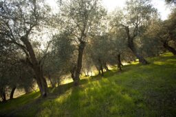 Fratelli Carli pubblica il primo report di sostenibilità: 72% del budget per fornitori italiani