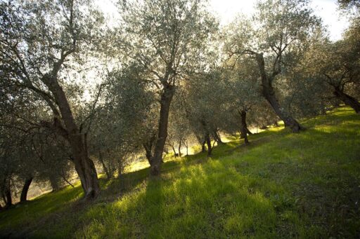 Fratelli Carli pubblica il primo report di sostenibilità: 72% del budget per fornitori italiani