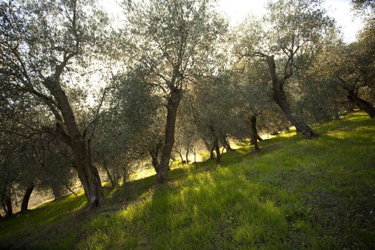 Siccità, Coldiretti: «Necessario tavolo permanente in Regione per l’approvvigionamento idrico»