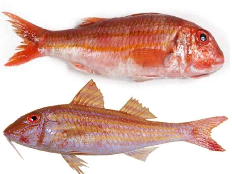 Triglie alla salsa, in tre maniere