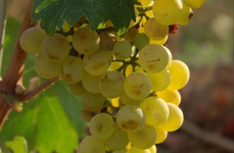 Sestri Levante: Maura Gigatti vince il trofeo Miglior Sommelier del Vermentino 2021