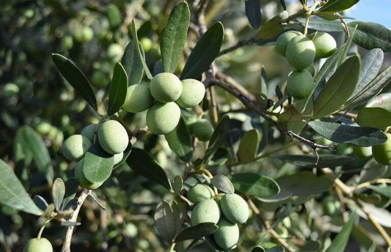 Concorso nazionale Ercole Olivario-Sezione Olive da Tavola: iscrizioni aperte fino al 5 novembre