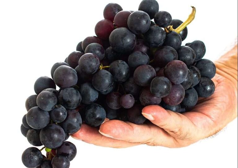 Viticoltura, nel disciplinare del Rossese di Doceacqua doc introdotte le Unità geografiche aggiuntive (Uga)