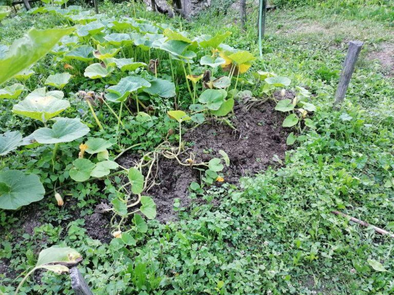 Danni da cinghiali, oltre 2 mila firme sulla petizione di Cia Liguria per cambiare la legge regionale