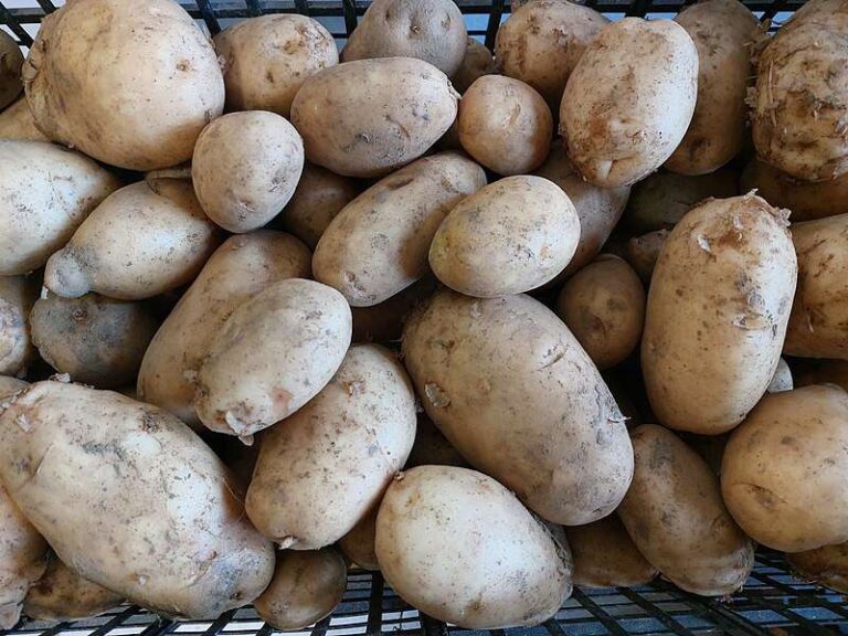 Baciocca, torta di patate del Tigullio e del suo entroterra