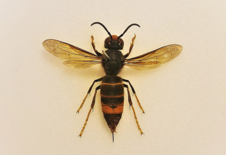 Coldiretti: “la vespa velutina invade il Genovesato, gravi problemi per il comparto apistico”