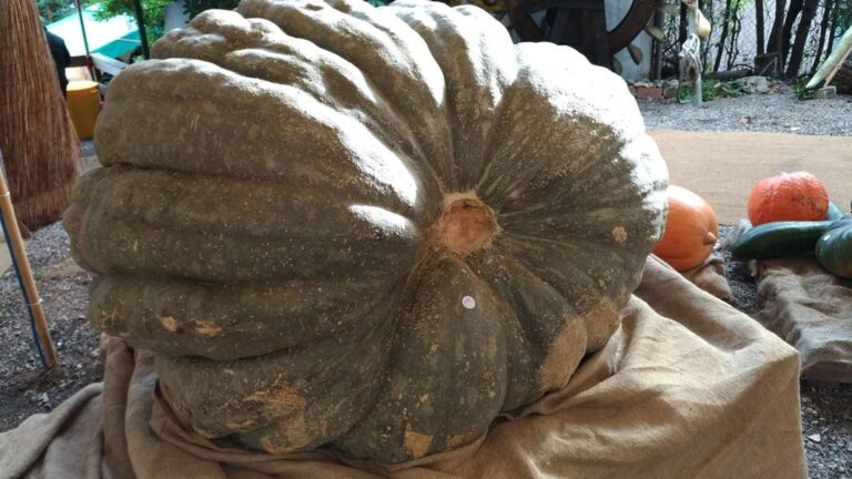 Murta si riorganizza e riconquista la sua mostra della zucca