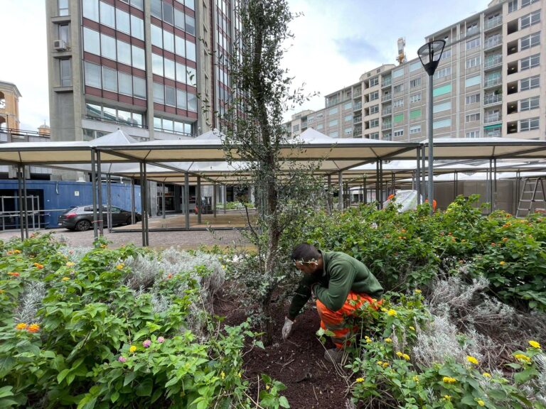 Genova: 8 querce da sughero messe a dimora in Piccapietra