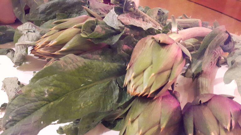 Carciofo spinoso, protagonista la prossima settimana di “Albenga in tavola”