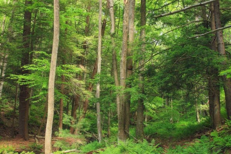 Regione Liguria, al via protocollo d’intesa con l’Associazione nazionale forestali