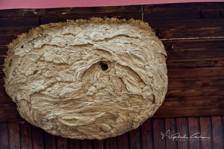 Vespa velutina: nel 2021 effettuati 745 interventi per la rimozione dei nidi