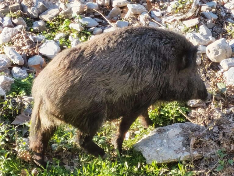 Agricoltori liguri tra rincaro energia e peste suina, le richieste di Cia e Regione