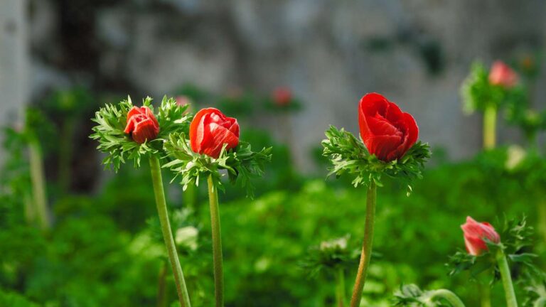 Coldiretti e Assofloro, incontro il 25 luglio ad Albenga sul florovivaismo
