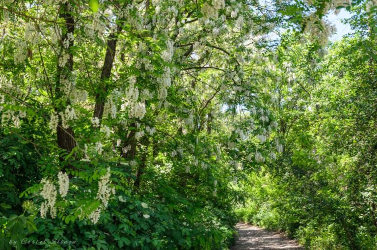 Verde pubblico, Genova: in programma il reimpianto di nuove alberature