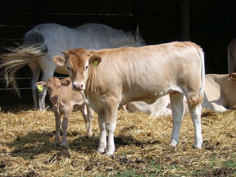 Regione: Piana: «due milioni di euro per agricoltura biologica e zootecnia»