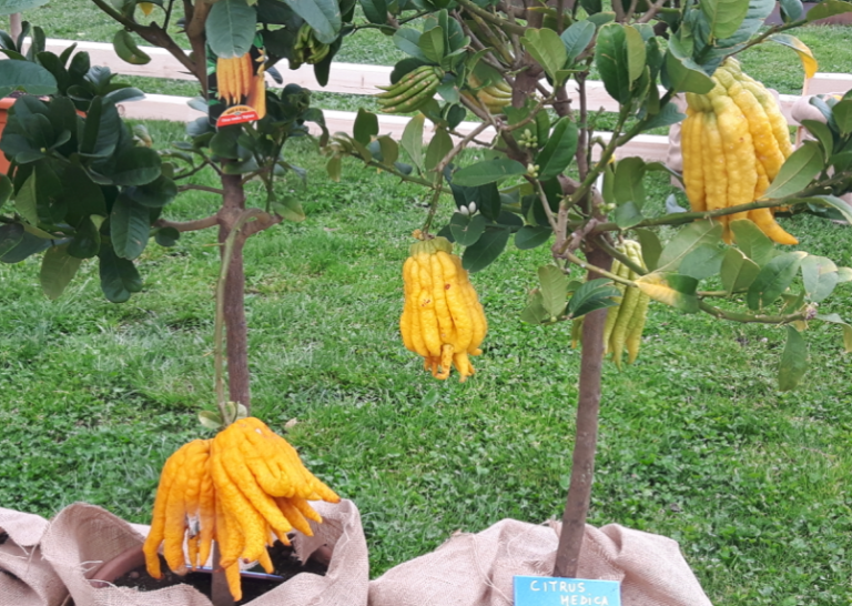 Dopo Euroflora, proseguono le serate all’Arena Albaro Village