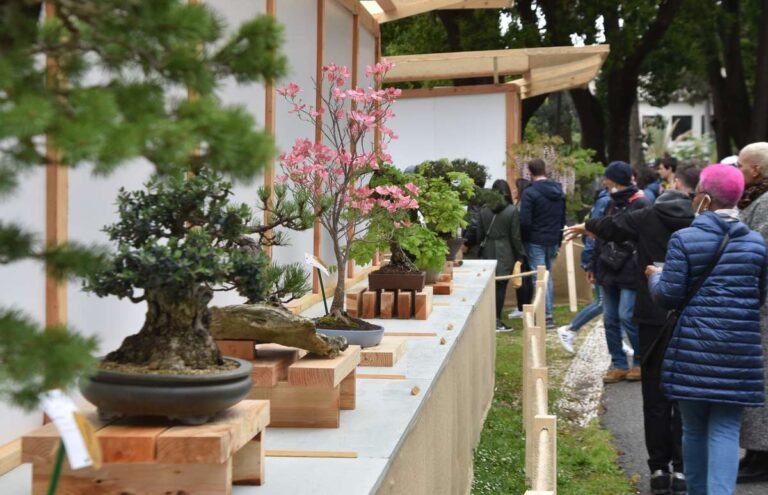Euroflora: bonsai presenti in tre aree dei parchi