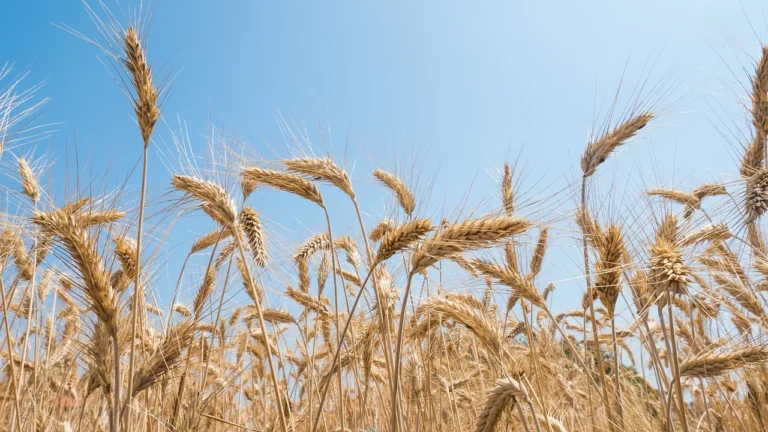 Regione Liguria e Toscana unite nel recupero del frumento autoctono