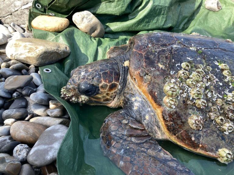 Una Caretta Caretta soccorsa a Diano Marina ricoverata all’Acquario di Genova