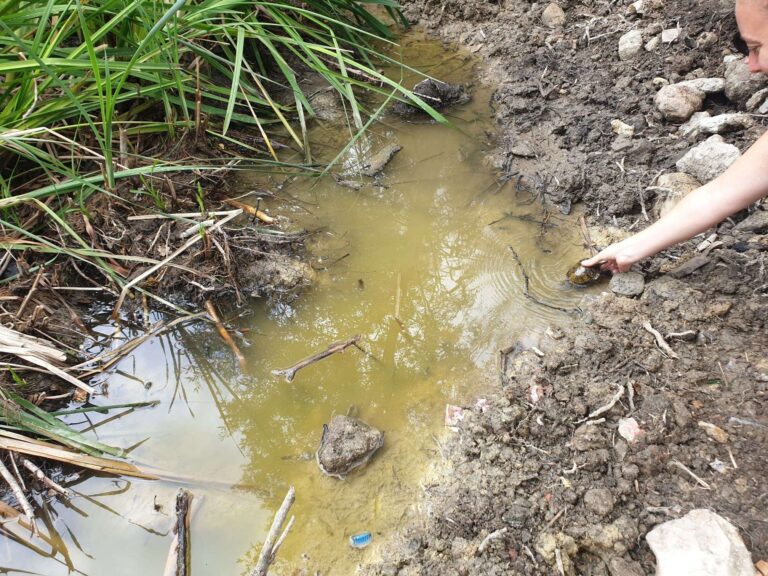 Albenga: rilasciati 10 esemplari di Emys orbicularis ingauna