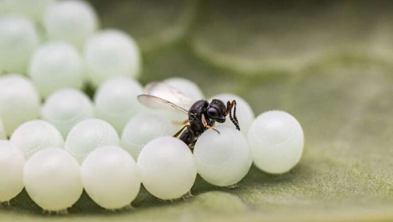 Nuovi rilasci in Liguria della Vespa Samurai, antagonista della Cimice Asiatica