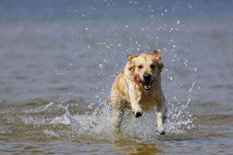 Inaugurata una nuova spiaggia per cani a Sturla