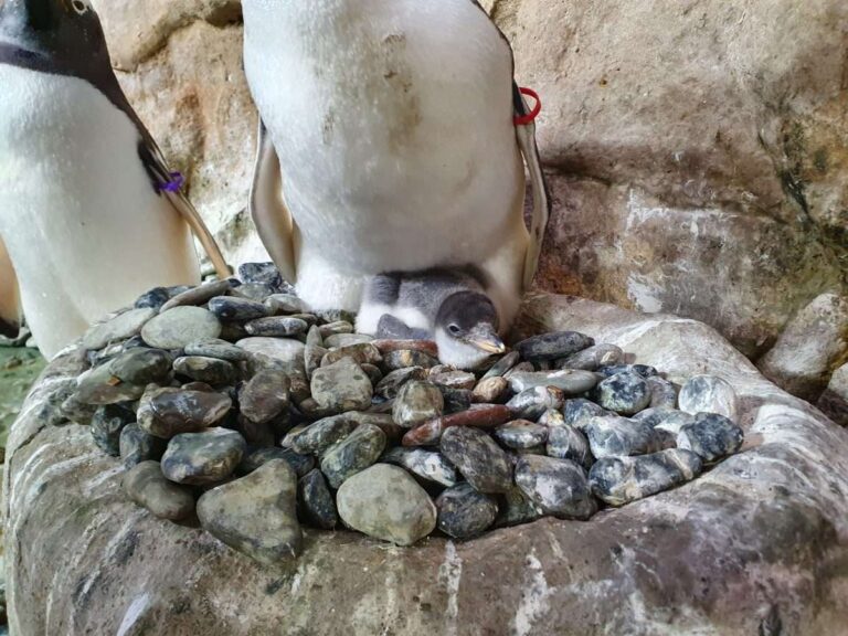 Acquario di Genova: nati quattri nuovi cuccioli di pinguino
