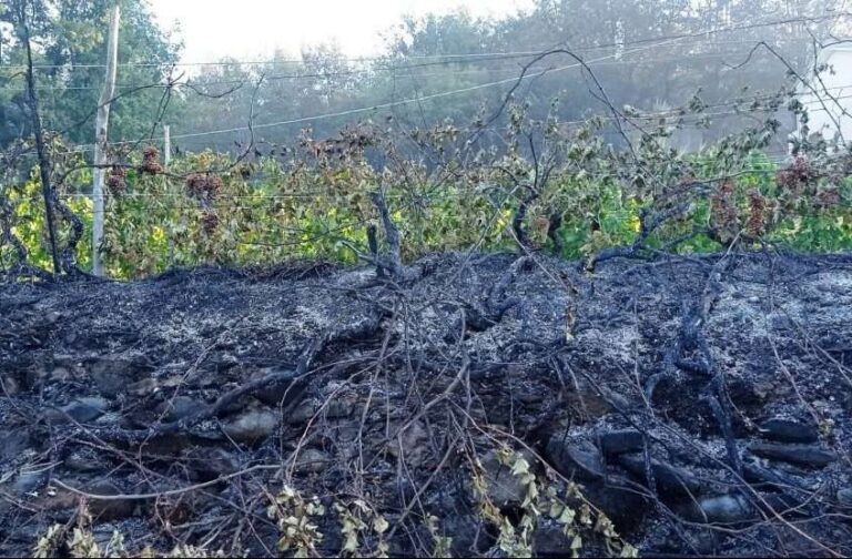 Incendio Albenga: pesanti danni a vigneti, frutteti e attrezzature