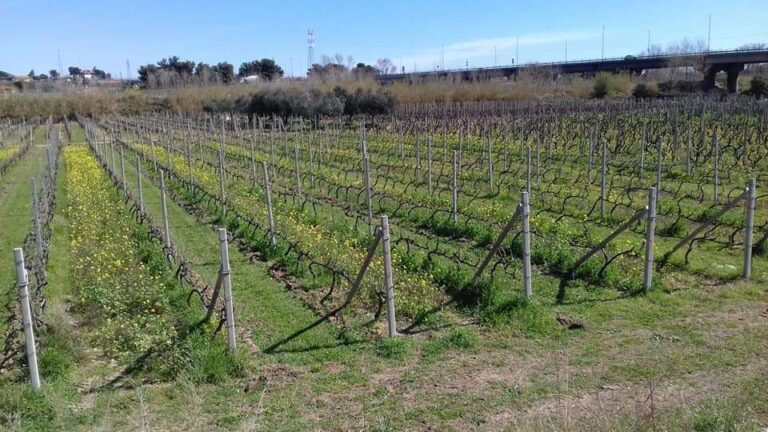 Viticoltura, approvate le nuove disposizioni per il rilascio delle autorizzazioni