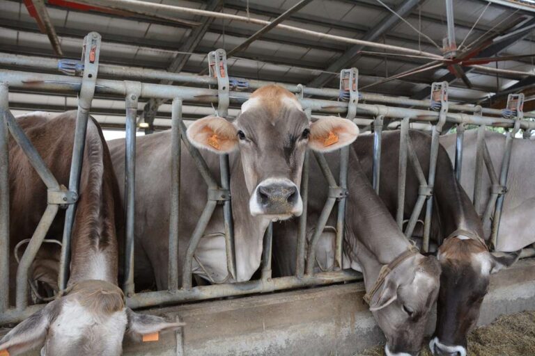 Open day caseifici agricoli: il Parco del Beigua con l’azienda Lavagè di Rossiglione