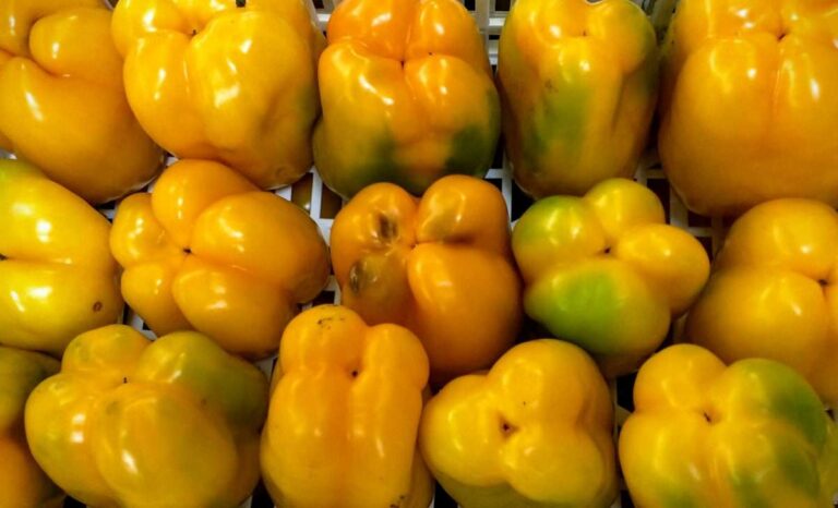 Spezzatino di coniglio ai peperoni e alle olive