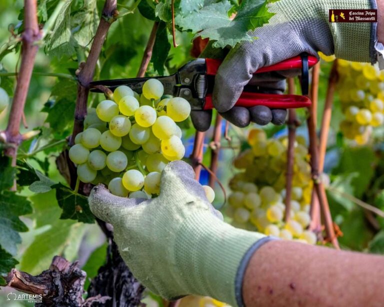 Vendemmia 2023: ottime previsioni per la Liguria con un +5% della produzione