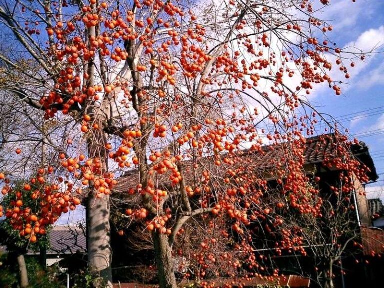 Agroalimentare, a sei giovani aziende innovative gli Oscar Green di Coldiretti Liguria