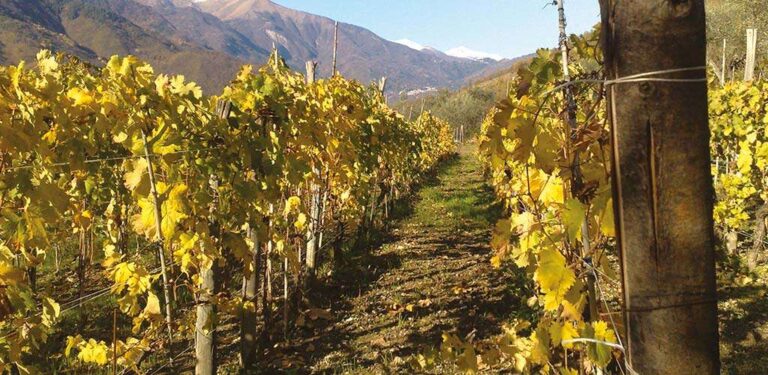 Pieve di Teco: educational enogastronomico per i turisti nei vigneti dell’Ormeasco