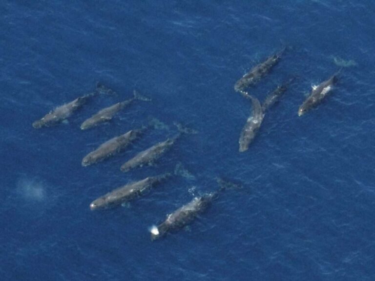 Santuario Pelagos: sei avvistamenti di gruppi di capodogli, presenti anche neonati