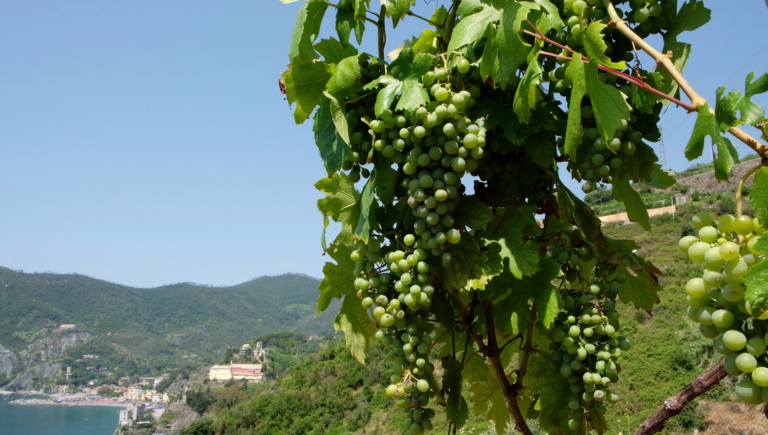 Kidaria, la startup Iit che trasforma le vinacce delle Cinque Terre in cosmetici