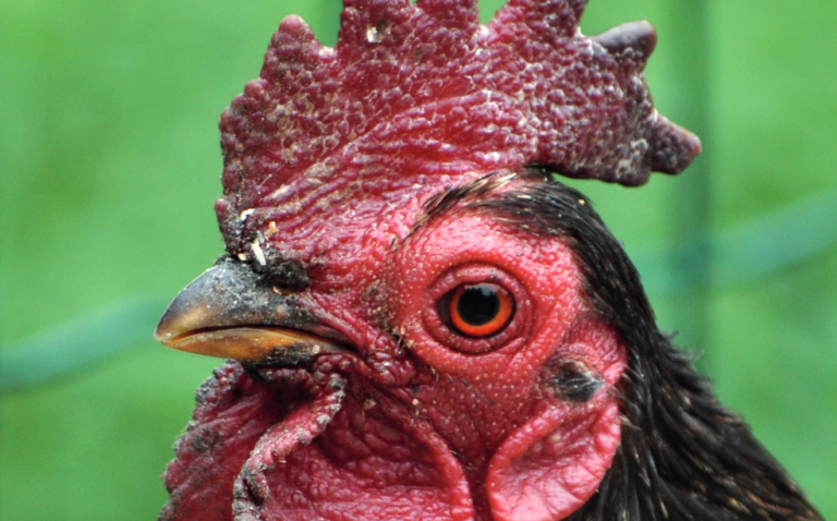 Fattorie aperte: in 36 aderiscono all’iniziativa in Liguria l’8 e 9 ottobre