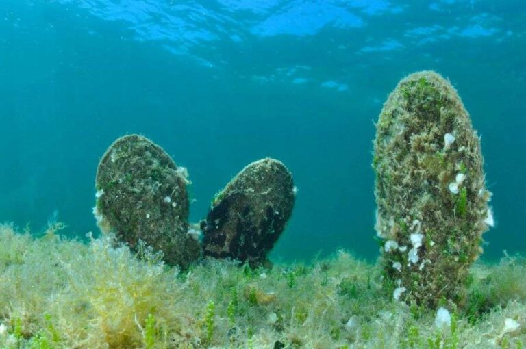 Al Galata il progetto Life Pinna per salvare la nacchera di mare