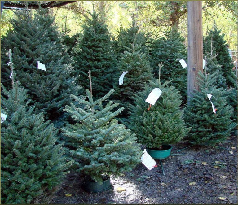 Confagricoltura Liguria: “Per un Natale davvero green, scegliete un albero vero”