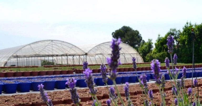 Florovivaismo, Cia Savona: «Rapida erogazione dei contributi ai floricoltori»